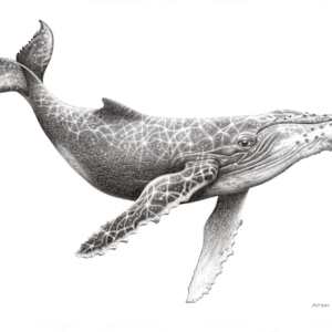 Humpback Whale by Susy Boyer