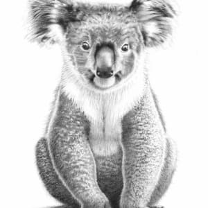 Koala by Susy Boyer