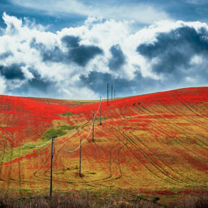 Basilicata Spring by Peter Mendelson