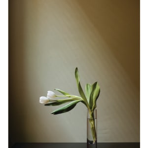 Tulips by Jess Dugan