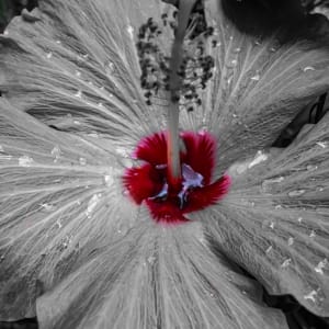 Black and White and Red by Dee Esler