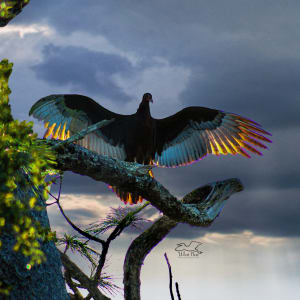 Light Wings by Dee Esler