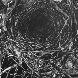 Alpha and Omega by Lindsey Kiser