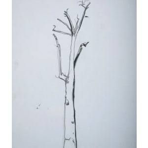 West Oak tree by CORCORAN  Image: The first pencil drawing is 10.5 x 8.5 inches.