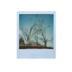 West Oak tree by CORCORAN  Image: The polaroid photo for West Oak.