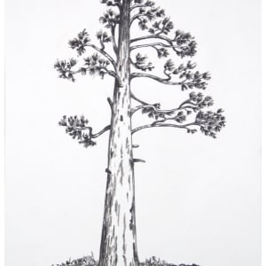 Flagstaff Ponderosa Tree by CORCORAN