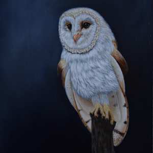 Night Owl by Kendra Stone
