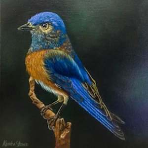 Western Bluebird by Kendra Stone