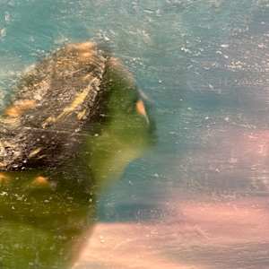 Aphrodite, sea goddess by Saltwater Fine Art | Susan J Roche, artist 