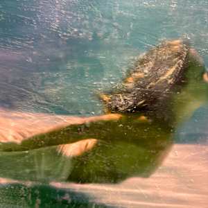 Aphrodite, sea goddess by Saltwater Fine Art | Susan J Roche, artist 