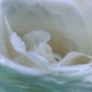 Jean, Veiled in Light by Saltwater Fine Art | Susan J Roche, artist 