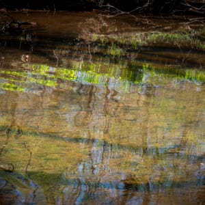 Bluebells reflected by Kate Brogdon