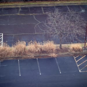 Parking lot tree by Kate Brogdon