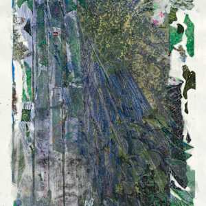 Bluest redwood by Kate Brogdon