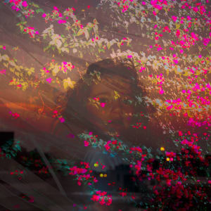 Bougainvillea sunset by Kate Brogdon