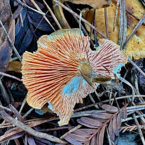 Chanterelle by Charles H. Stinson 