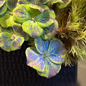 Hydrangea by Charles H. Stinson 