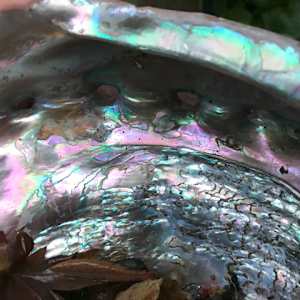 Abalone Shell by Charles H. Stinson 