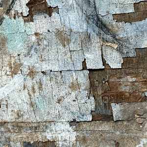 Peeling Paint by Charles H. Stinson 