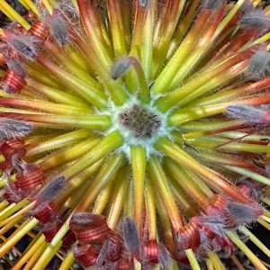 Protea by Charles H. Stinson 