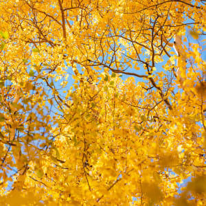 Autumn // 4 by Dylan James Lockard