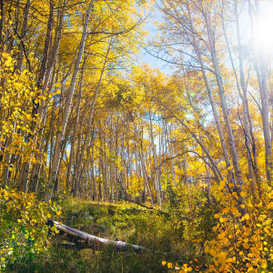 Autumn // 1 by Dylan James Lockard