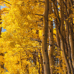 Autumn // 3 by Dylan James Lockard