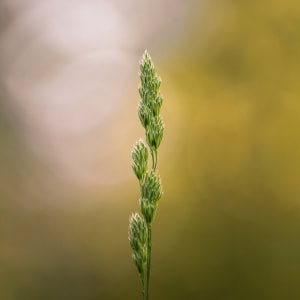 Bokeh // 3 by Dylan James Lockard