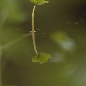 Bokeh // 4 by Dylan James Lockard