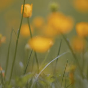 Bokeh // 2 by Dylan James Lockard