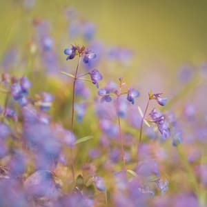 Bokeh // 1 by Dylan James Lockard