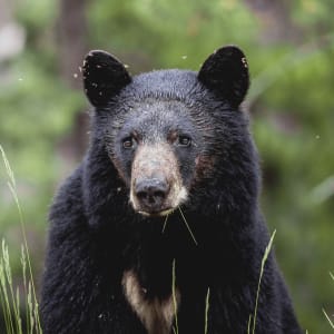 Life // 2 by Dylan James Lockard