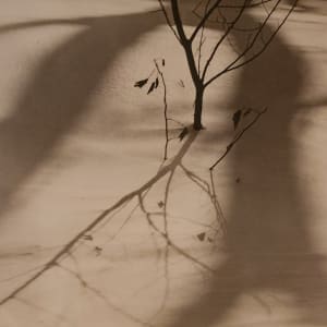 Tree and Shadow by Ralph Steiner