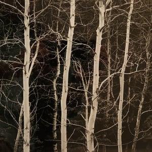 Aspen Trees by John Sexton