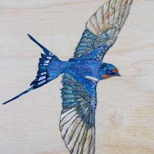 Barn Swallow by Cecilia Keilty 