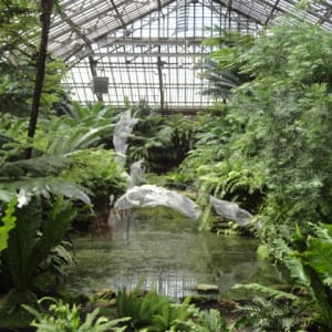 Fern Room Pond Installation by Dana Major 