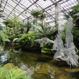 Fern Room Pond Installation by Dana Major 