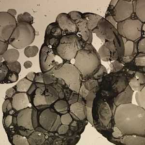 Absquatulate apoptosis 01 by Mari Yokoichi