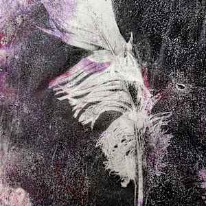 Floating Feather by Barbara  Abram