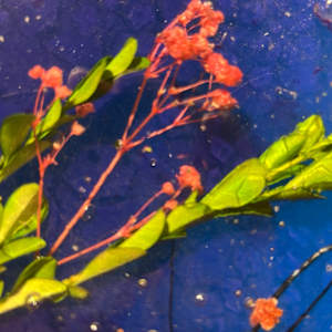 Echo After Petal by Martin Halpin (Mandara) 