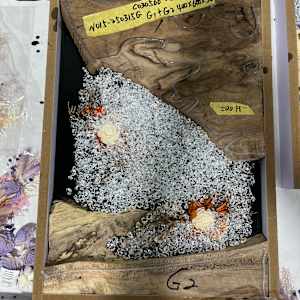 River Bloom II by Martin Halpin (Mandara) 