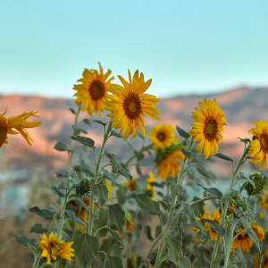 The Sunflower in the Sky by Hisham Assaad