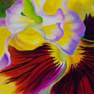 Frills & Thrills by Judy Leila Schafers, Image 1.