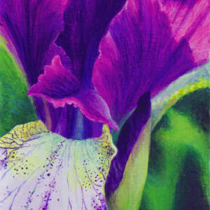 Eye Spy an Iris by Judy Leila Schafers, Image 1.
