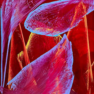 Waves of Threaded Flame by Ritu Raj, Image 2.