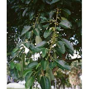 CCI Fellowship WIP 02 2023 by Farihah Aliyah Shah