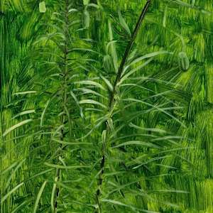 Lily Buds by Lois Dodd