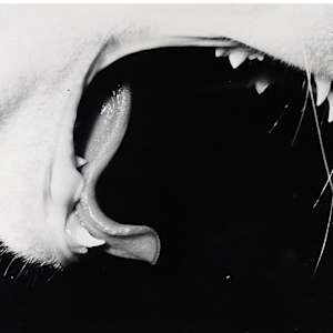 Sasuke by Masahisa Fukase