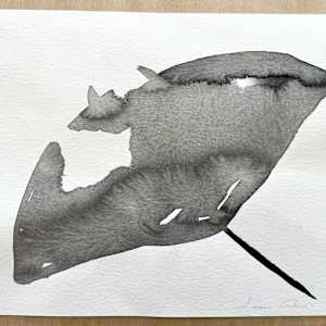 Ray by Lucie Galvin 