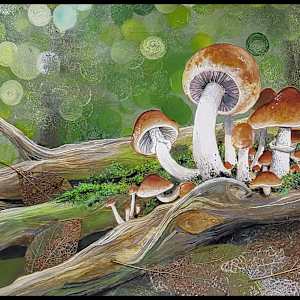 Dappled Glow by Debra Sue Solecki